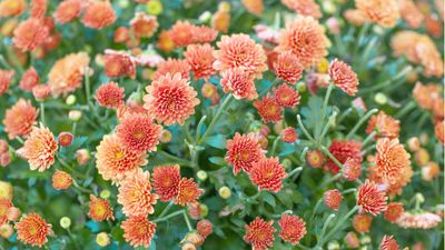 Should you deadhead chrysanthemums in fall? Here's why it's a good idea to cut back these blooms before winter