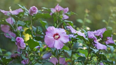 What to do with hibiscus in the fall – expert advice to prepare for the winter months