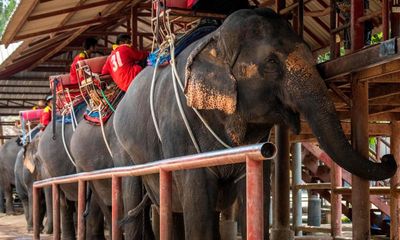 Adverts for ‘cruel’ elephant rides still rising despite new UK law, says charity