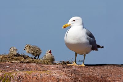 Why gulls don't deserve the hate