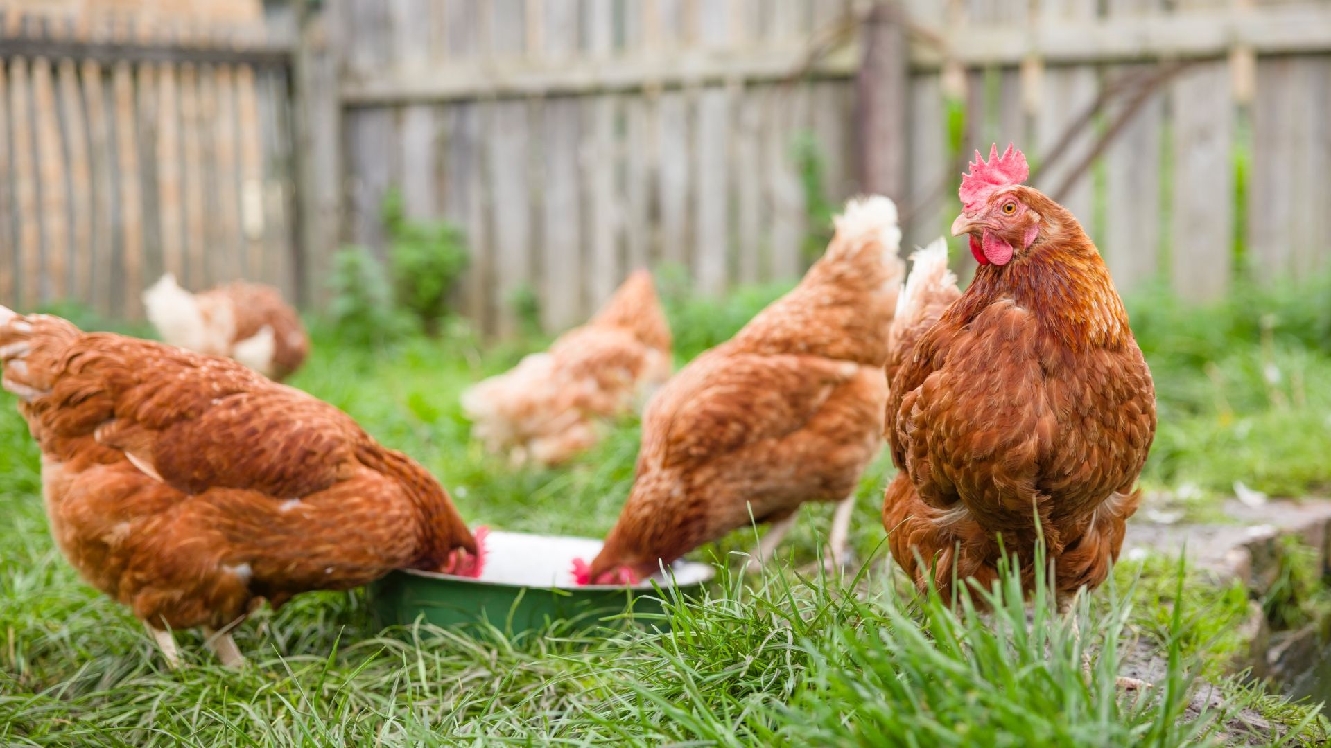 Can chickens eat bird food? We asked a vet