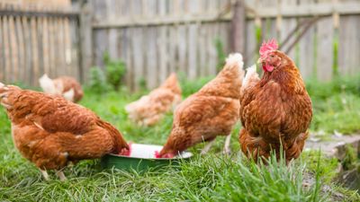 Can chickens eat bird food? We asked a vet