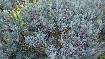 5 tips to winterize lavender to protect it from the big chill