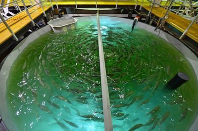 Fish Farmers Struggle To Recreate Wild Environments — With Surprising Consequences