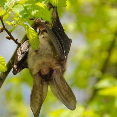 How to attract bats to your garden this autumn as a natural pest control method