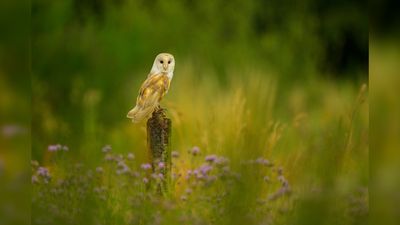 Don't wing it! This is how to photograph barn owls the right way