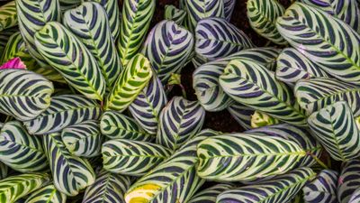 Can you grow calatheas in water? How to grow these tricky houseplants hydroponically