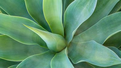 How to overwinter agave – 5 essential steps to keep yours alive and healthy in colder climates