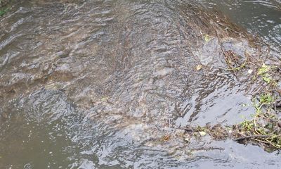 UK rivers contain ‘cocktail of chemicals and stimulants’ endangering aquatic life