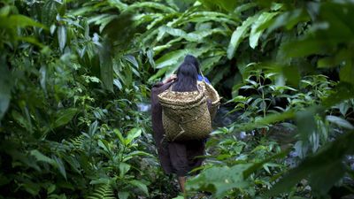 Ecosystems hang in the balance as Colombia hosts crucial biodiversity talks