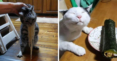 35 Hilariously Random Cat Pics To Make Your Day At Least 68.9% Better