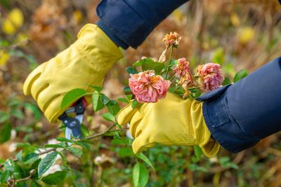 An expert guide to which plants you should be pruning in autumn