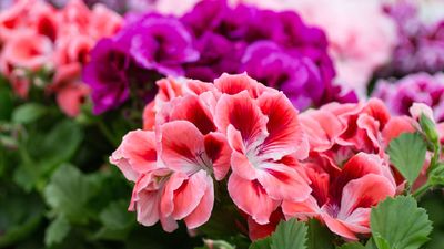 How to Overwinter Geraniums — There are 6 Simple Steps You Should Take Before the Frost Begins