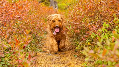 Follow this expert advice to ensure that your dog is trustworthy off-leash