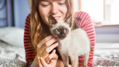 Bringing home a new kitten: A guide and checklist