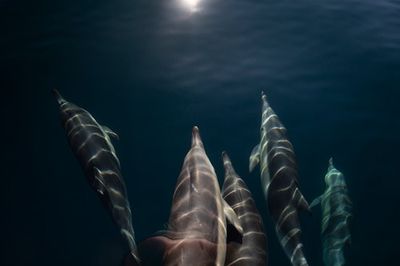 Microplastic Found In Exhaled Breath of Dolphins Could Mean Very Bad News For Humans