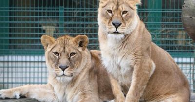 Lionesses rescued from Ukraine to find home at Scottish zoo