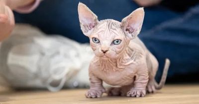 Mutant 'bullycats' warning as pet trend heads to UK ...Tech & Science Daily podcast