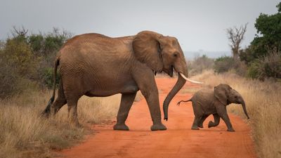 Cote d'Ivoire has lost 'nearly 80 percent of its forest and wildlife cover'