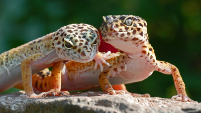 Best pet reptiles: 5 species that are great for beginners