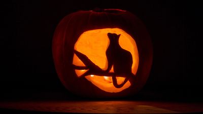 14 cat pumpkin carving ideas that you can copy at home