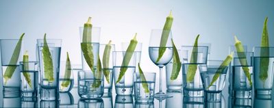 What is okra water and is it good for your health?