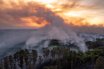 Cop16: What is the UN nature summit and what will negotiations involve?