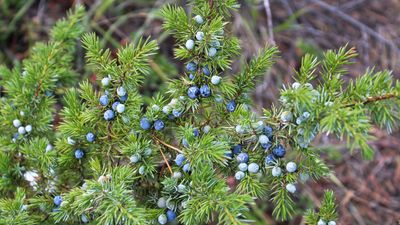 How to grow creeping juniper – for a native evergreen ground cover