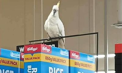 Cockatoo rescued after ‘living on brioche’ for four weeks inside Sydney supermarket