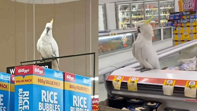 The Cockatoo Who Lived In A Sydney Coles For 4 Weeks Feasting On Brioche & Is Finally Free