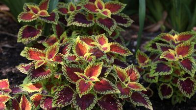 How to cut back coleus for winter – to benefit plants growing indoors and out