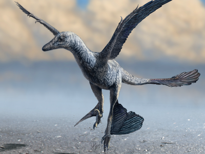 Tiny fossil tracks unearthed reveal new ways dinosaurs used wings