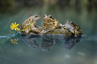 Frog habitats are drying up, study finds