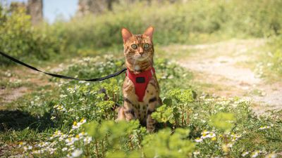 Three types of cat harnesses (and how to choose the best one)