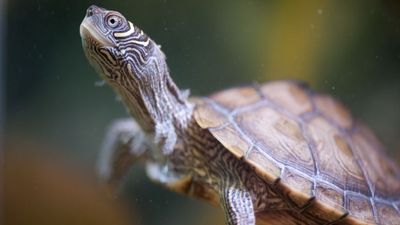 32 fun facts about pet turtles