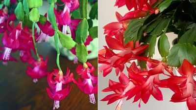 Do you have a Thanksgiving cactus or a Christmas cactus? Discover how to tell them apart