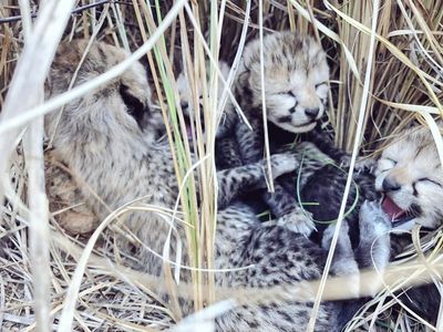 New problem plagues cheetah cubs in India reintroduction project