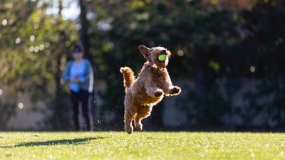 If you’re struggling with your dog's recall, this trainer's advice will help