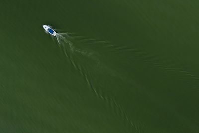 On Lake Erie, getting rid of problem algae starts with giving it less food