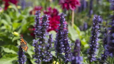 How to divide hummingbird mint – expert propagation advice for this native perennial