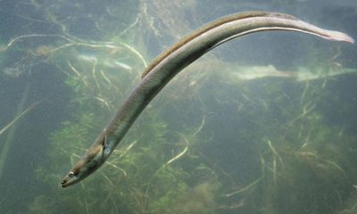 UK export of millions of endangered eels to Russia attacked as ‘bonkers’