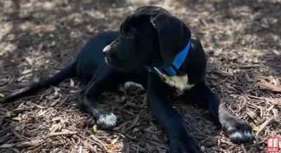 Atlanta Woman Has Puppy Stolen at Gunpoint by Date: 'He Pets Him Then He Pulled the Gun on Me'