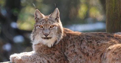 'It's based on emotion': Expert on Scotland's reluctance to reintroduce lynx