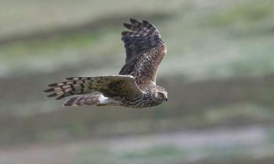 More hen harriers killed in UK during 2023 than in any other year, RSPB says