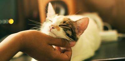 Are cats good for our health?