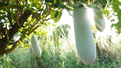 How to grow winter melons – tips from an expert gardener who harvested 50 fruits from one plant