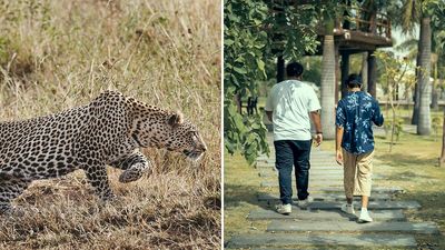 Leopard Attacks People Who Teased And Lured It Out Of Woods, Caught On Video: “Serves Them Right”
