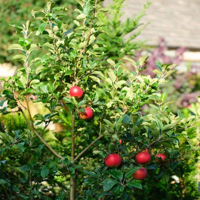 These are the best fruit trees for a small garden, say gardening experts – and what to look out for when buying them