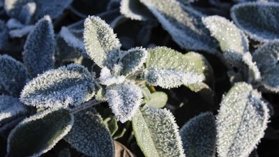 Don't waste time winterizing these 5 herbs – they're frost-hardy and need minimal protection