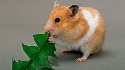 32 things hamsters shouldn’t eat